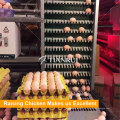 Máquina automática de la capa del huevo del pollo del precio bajo vendedor caliente